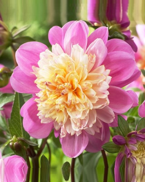 Dahlia Take Off